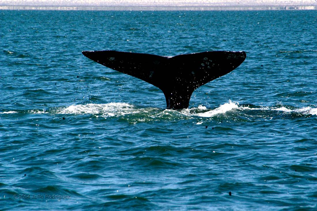 Gigantes del Mar: La Emocionante Temporada de Avistamiento de Ballenas Grises en Baja California