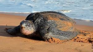 Descubre a la tortuga laúd: El gigante del océano en peligro crítico