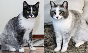 Descubren en Finlandia un Nuevo Tipo de Gato con Pelaje Estilo Esmoquin: El Gato “Salmiak»