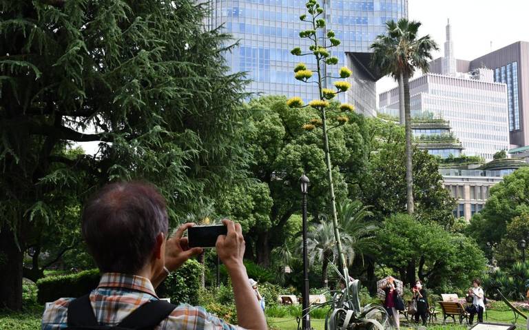 Agave mexicano florece en Tokio por primera vez en un siglo y sorprende a los habitantes